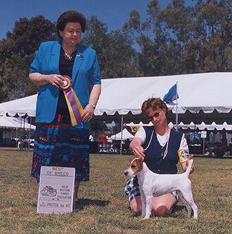 Fox Valley Venus | Parson Russell Terrier 