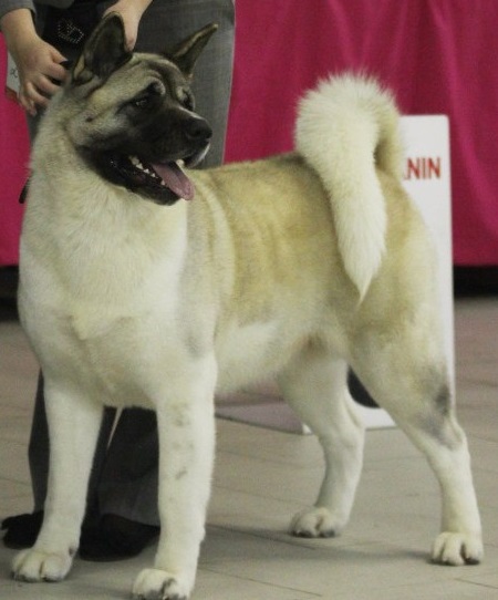 Ancient Knight Crown And Glory | Akita 