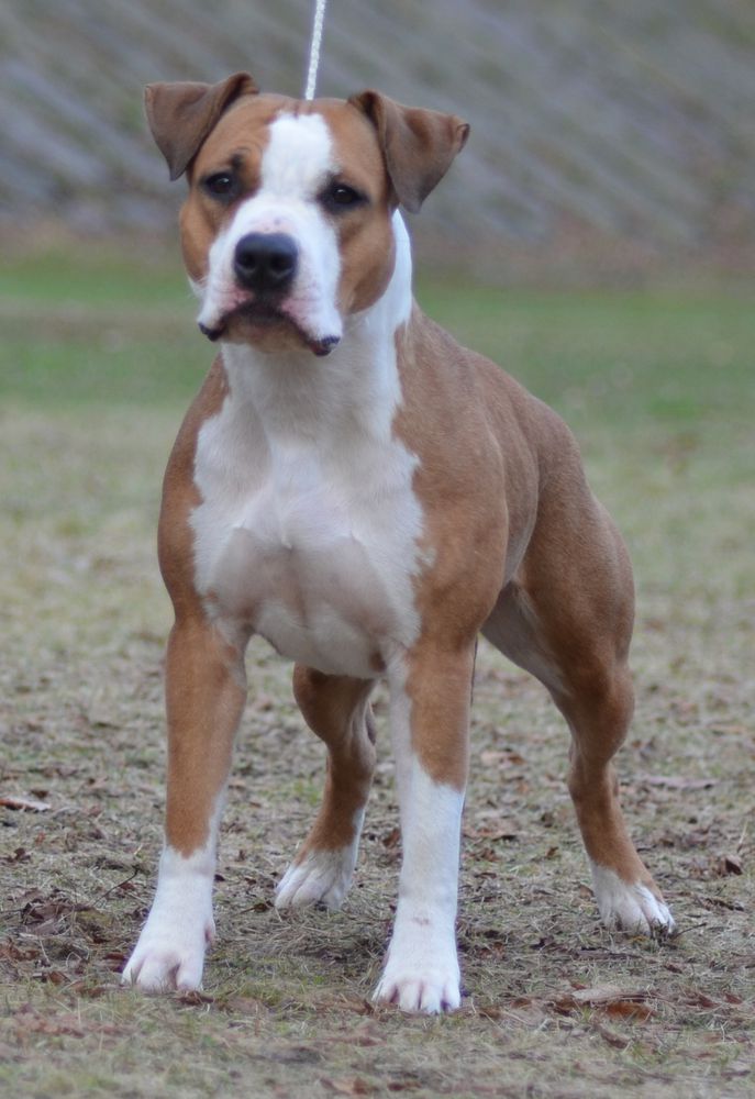 Gessi Haus Fortuna iz Dvurechya | American Staffordshire Terrier 