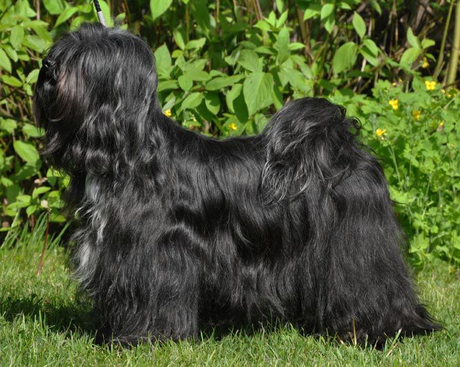 D´YUSHA LAMLEH LEGS-SMON | Tibetan Terrier 