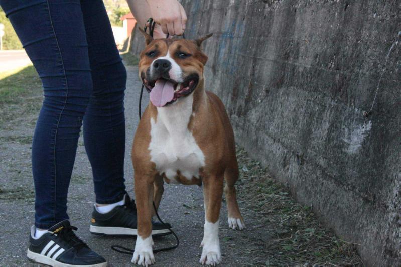 Florida Od 1300 Kaplara | American Staffordshire Terrier 