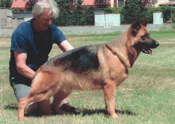 Luna di casa Pozzoli | German Shepherd Dog 