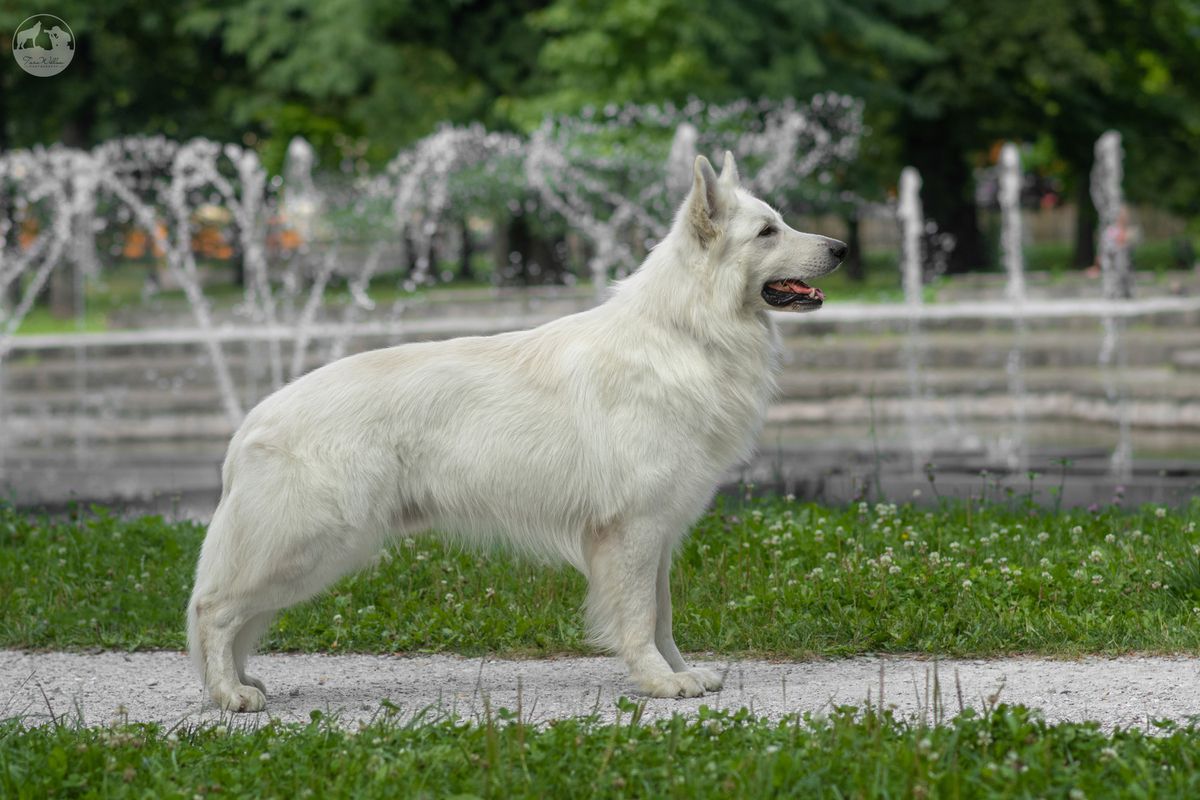 BODAWAY z Ranca bieleho vlka | White Swiss Shepherd Dog 