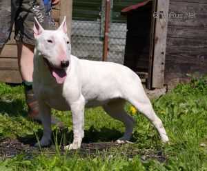 MARLLES OF CANTERBURY | Miniature Bull Terrier 