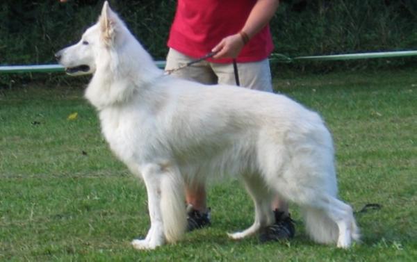 Enox of White Heroes | White Swiss Shepherd Dog 