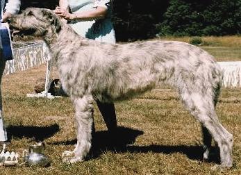 Tory Gaelic of Limerick | Irish Wolfhound 