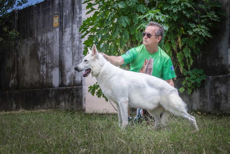 BRIGITTE DO CEARÁ TERRA DA LUZ DAS DUNAS BRANCAS | White Swiss Shepherd Dog 