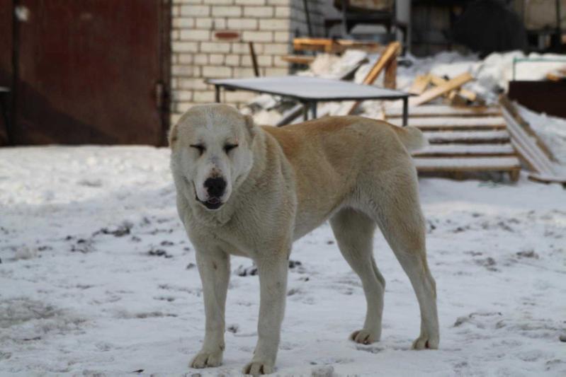 Zauralskiy Medved Ekki Tokki | Central Asian Shepherd Dog 