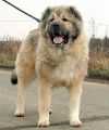 Nijana | Caucasian Mountain Dog 