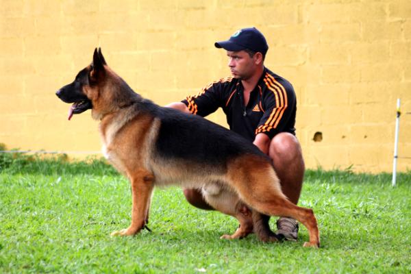 Fritz do Andreví | German Shepherd Dog 