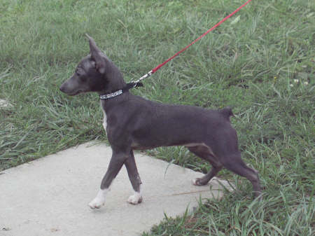 St.Ratz Stella Novalina NB | Rat Terrier 