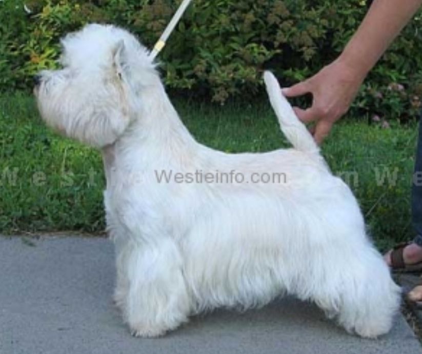 Diamand from Rainbow Nataly Design | West Highland White Terrier 