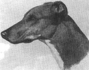 Gulds Courtier Cokey | Greyhound 