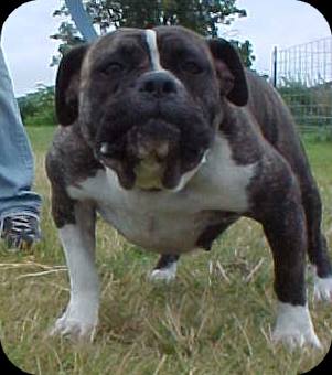 Starline's Dawn | Olde English Bulldogge 