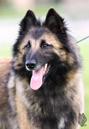 AM I LISCHKA Yassalen | Belgian Tervuren 