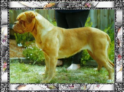 Bersilat Miss Attitude | Dogue de Bordeaux 