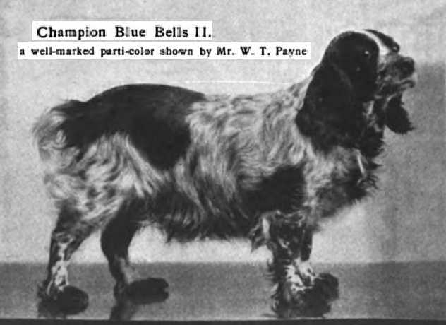 Blue Belle II (c.1906) | American Cocker Spaniel 