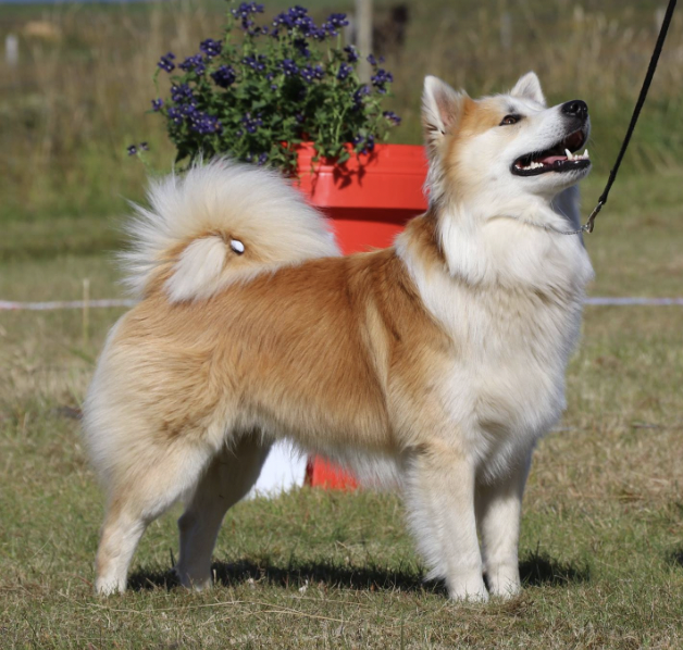 Stjörnuljósa Eldjárn | Icelandic Sheepdog 