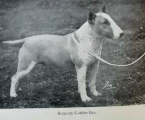 Romany Golden Boy | Bull Terrier 