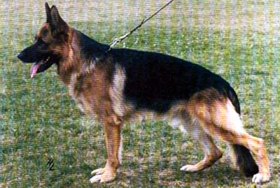 Ingo von Horand | German Shepherd Dog 