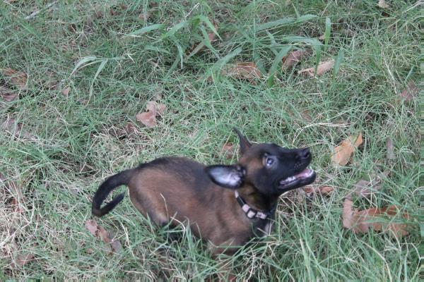 Lizard de Parnas | Belgian Malinois 