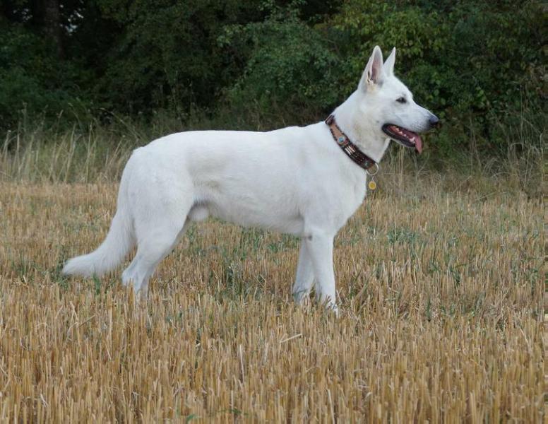 Kathinka's Caruso-Flint | White Swiss Shepherd Dog 