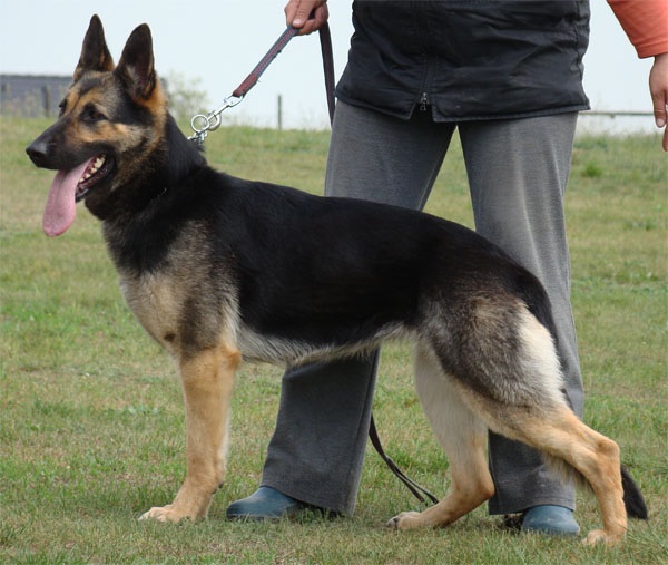 Hardyhaus Dita | German Shepherd Dog 