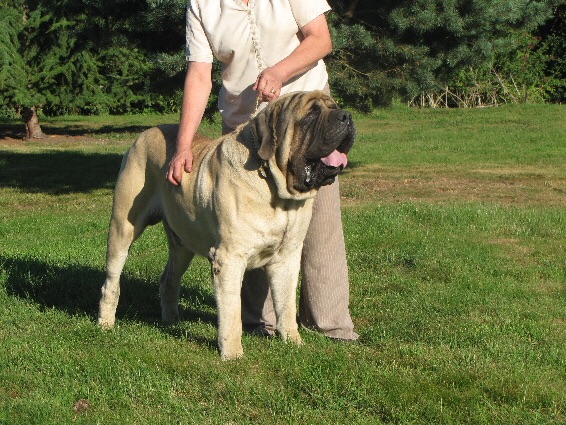 Cedwalla crusader | Mastiff 