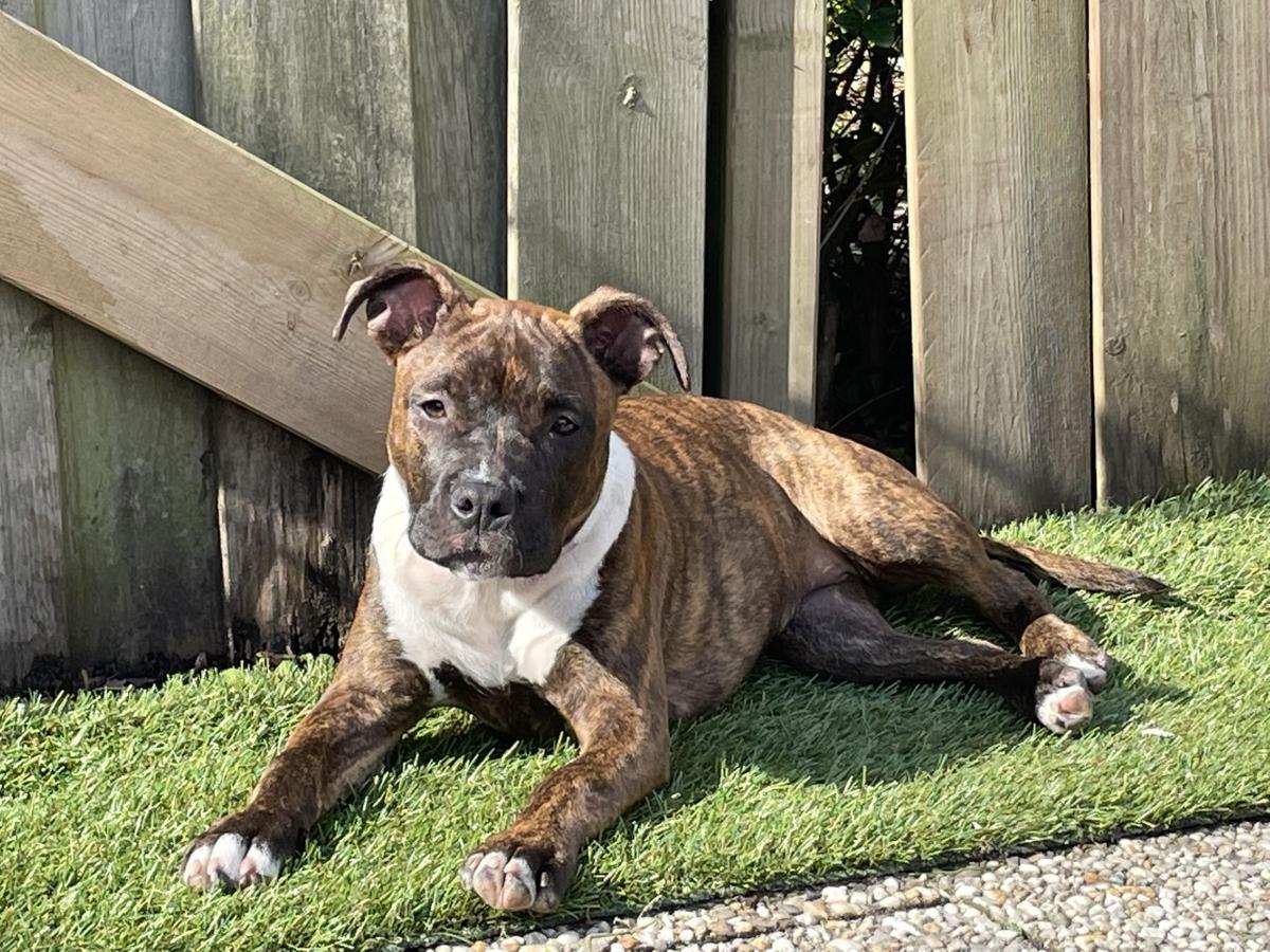 Chubby Cheeks From Nature's Finest | American Staffordshire Terrier 