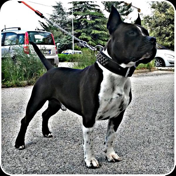 The First Hammer BiscoAST Achille | American Staffordshire Terrier 