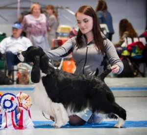 The Talking Eyes Hasta La Vista | English Springer Spaniel 