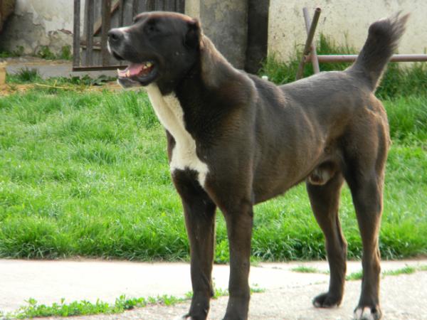 Chirak - Yaran Dlya Branele Iz Hrama Dushi | Central Asian Shepherd Dog 