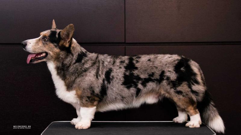 Aethwy Nowhere Man | Cardigan Welsh Corgi 