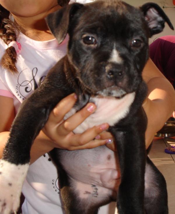 ZiggyMarley (Retana) MEX. FCI. | American Staffordshire Terrier 