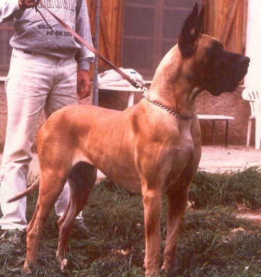 Diana-F Megaron Dell'Opiria | Great Dane 