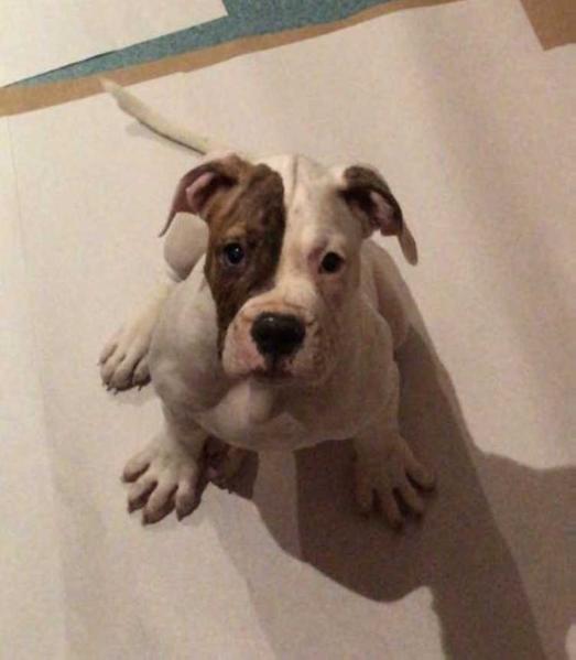 Uzumcu's PABLO of Istanbulls | American Bulldog 