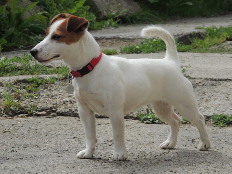 YUPI YOU Magor | Jack Russell Terrier 