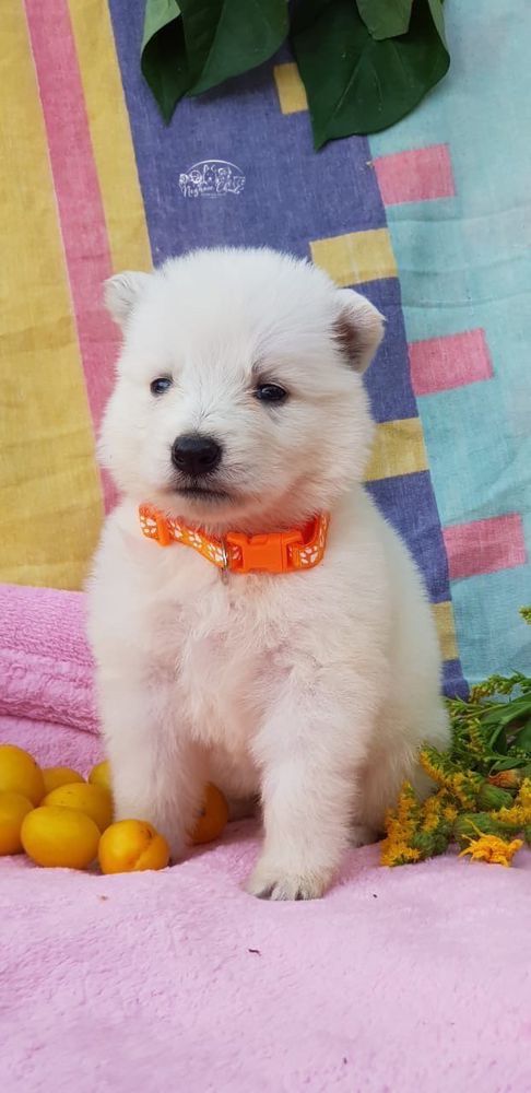 Nezhnoe Chudo Ot Big Hauz Nix Gerda | White Swiss Shepherd Dog 