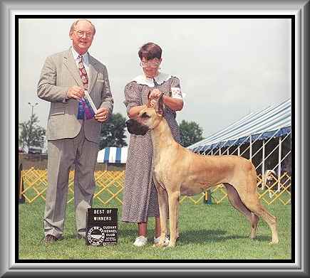 Day Stars Heart In Motion | Great Dane 