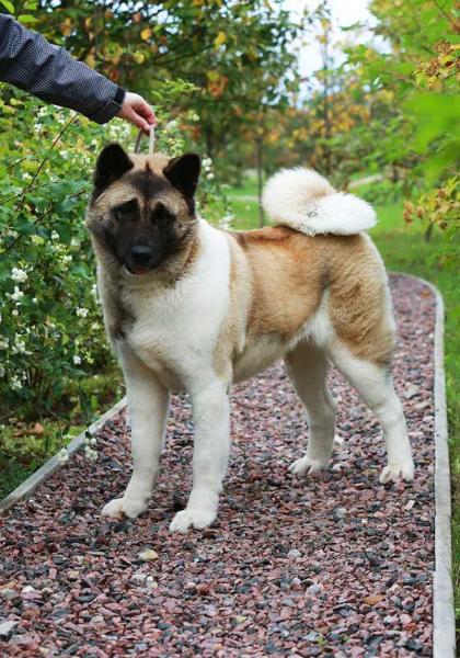 Russtar Tenshi | Akita 