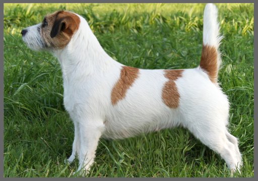 Saltisgardens Charlotte Bronte | Jack Russell Terrier 