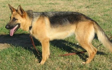 Scout Lembke von Ingrum Haus | German Shepherd Dog 
