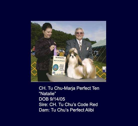 Tu Chu-Marja Perfect Ten | Shih Tzu 