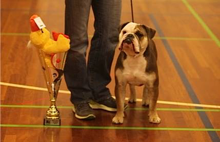 Romeni' Tank | Olde English Bulldogge 