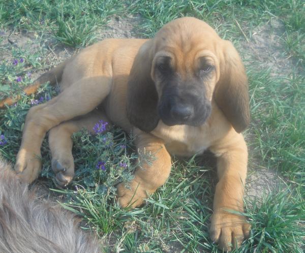 M &amp; H's Little Miss Kota Rose | Bloodhound 