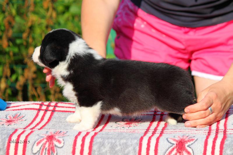 Zonenvelt Elayza Mystery | Cardigan Welsh Corgi 