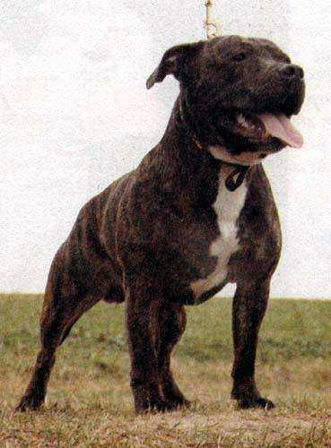 Billi Bons Fibs | Staffordshire Bull Terrier 