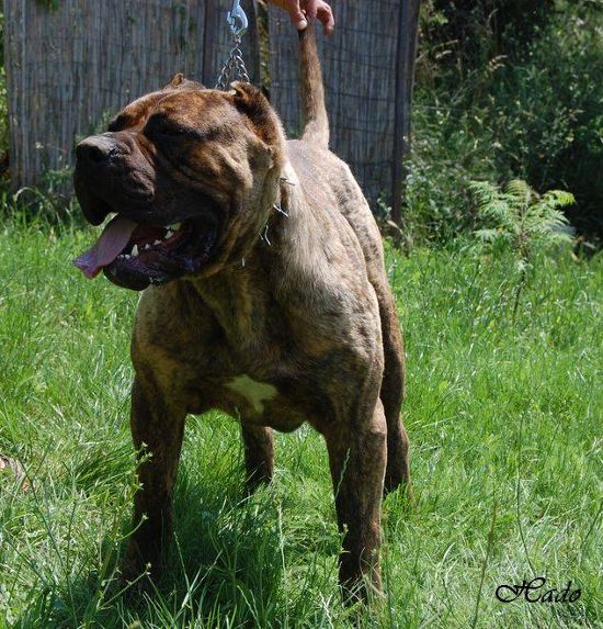 Bruno Guardia de Hado | Perro de Presa Canario 