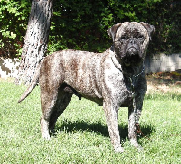 Coco de Fillobull | Bullmastiff 