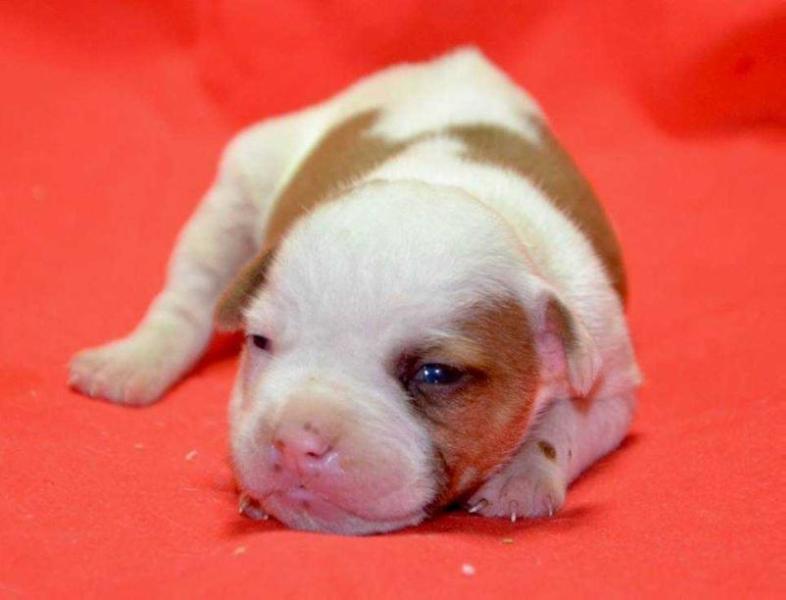 Alsorbull's PERSEFONE of Trinabull | American Bulldog 